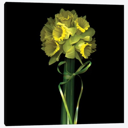 Yellow Daffodil And Ribbon II Canvas Print #MAG226} by Magda Indigo Art Print