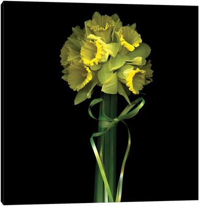Yellow Daffodil And Ribbon II Canvas Art Print - Daffodil Art