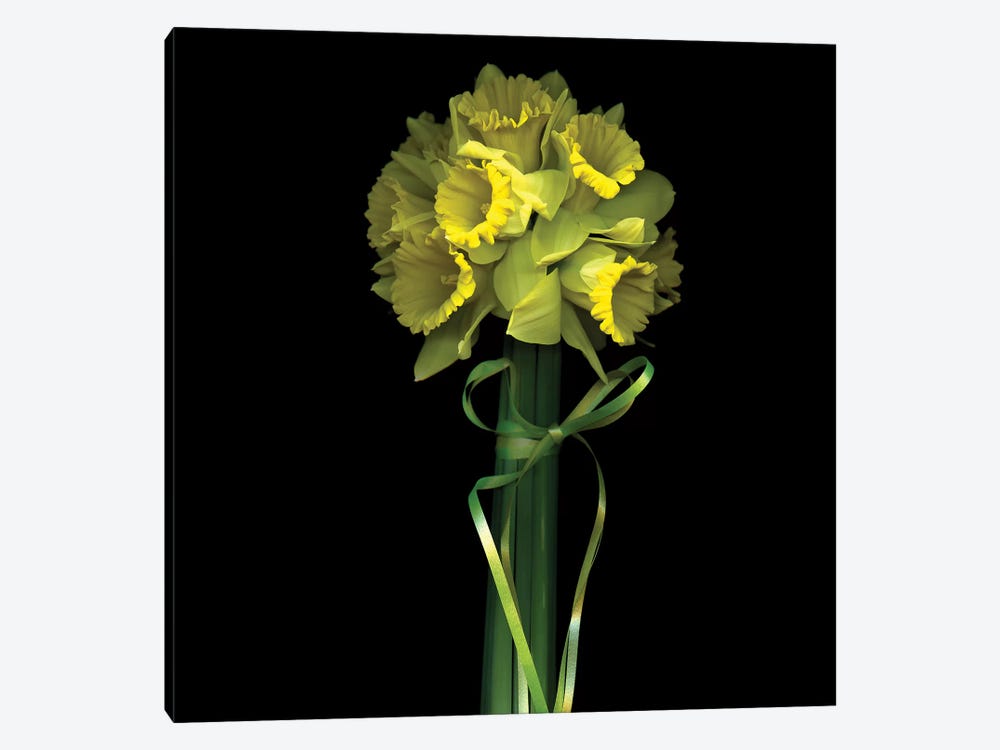Yellow Daffodil And Ribbon II by Magda Indigo 1-piece Canvas Art Print