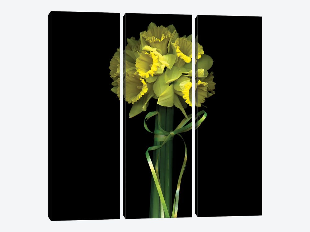 Yellow Daffodil And Ribbon II by Magda Indigo 3-piece Canvas Art Print