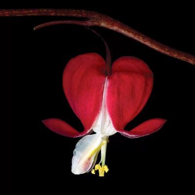 Dicentra VII by Magda Indigo art print