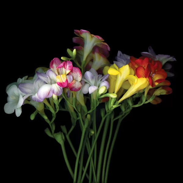 Still Life Photography: Freesia VII by Magda Indigo