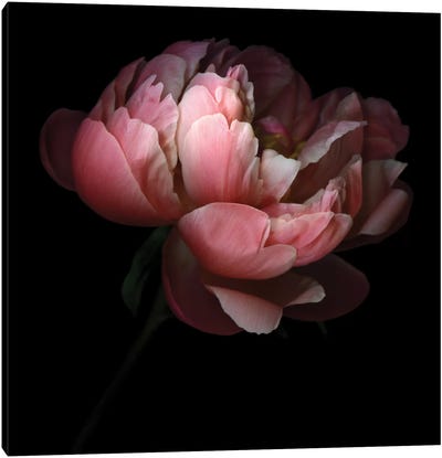 Creativity Is A Very Delicate Flower Canvas Art Print - Macro Photography