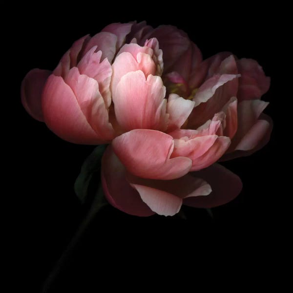 Black & Pink: Creativity Is A Very Delicate Flower by Magda Indigo