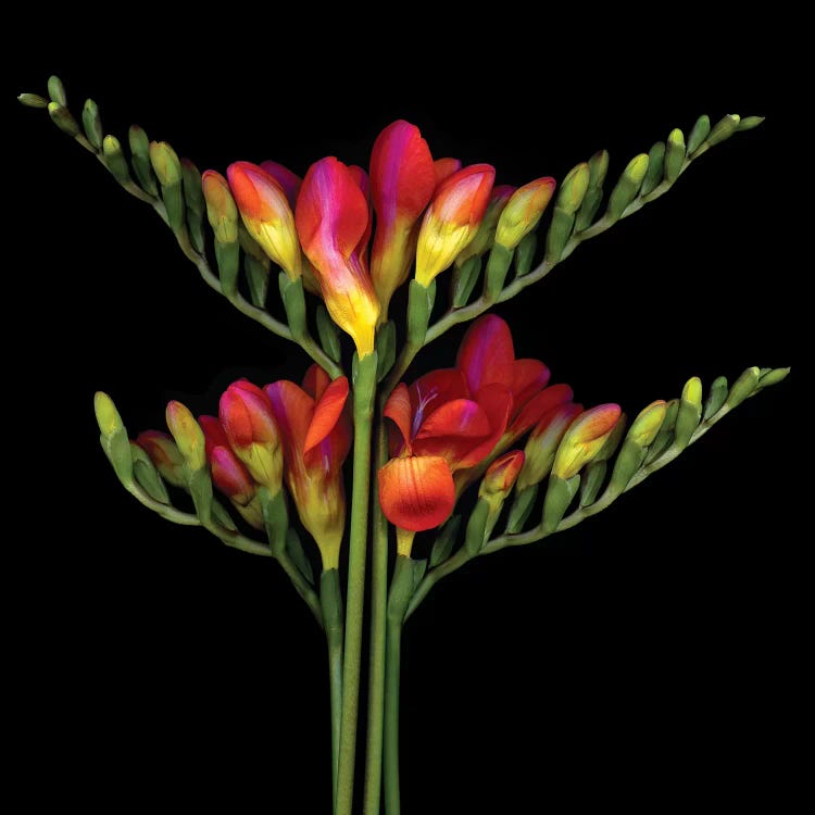 Freesia Orang VI