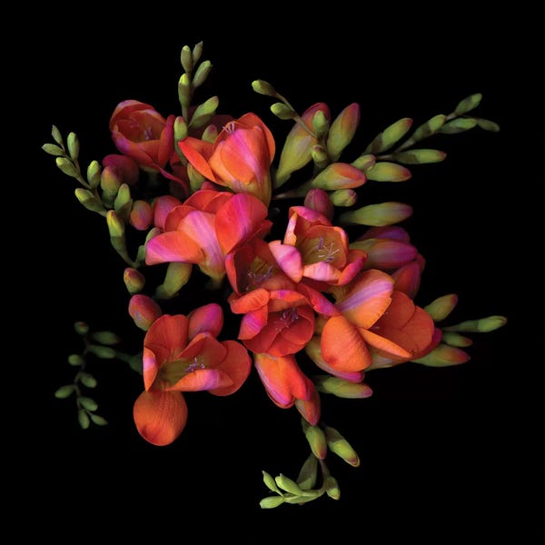 Still Life Photography: Freesia Orang VIII by Magda Indigo