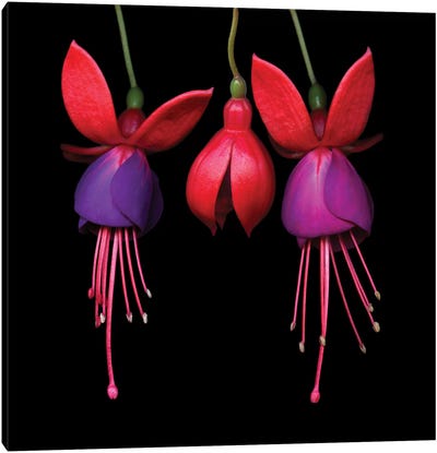 Fuchsia I Canvas Art Print - Nature Renewal