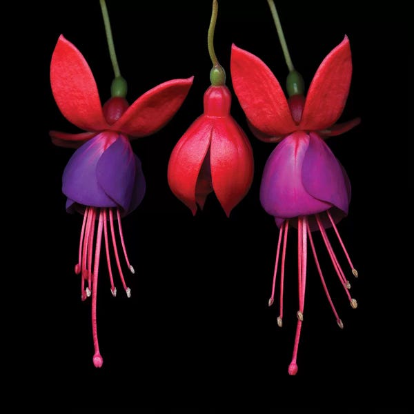 Nature Renewal: Fuchsia I by Magda Indigo