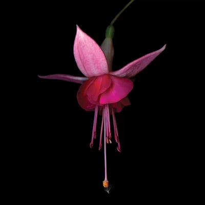 Fuchsia III by Magda Indigo art print