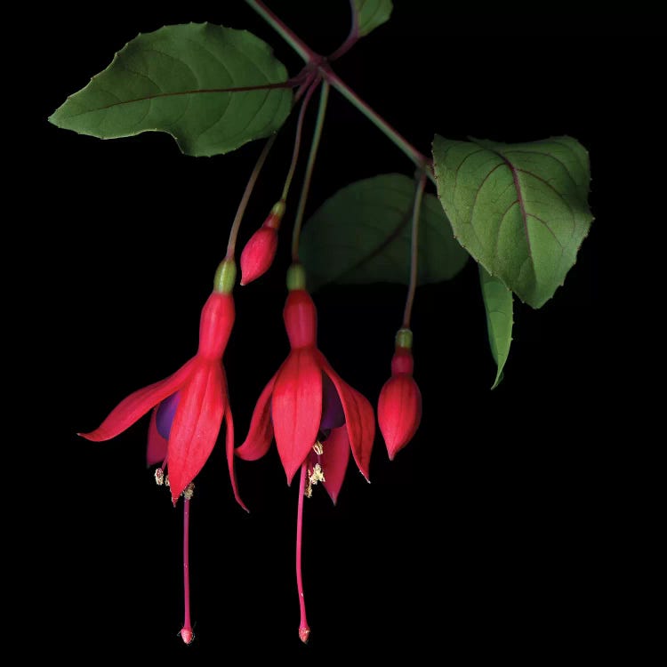 Fuchsia V