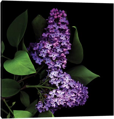 Deep Purple Canvas Art Print - Lilacs
