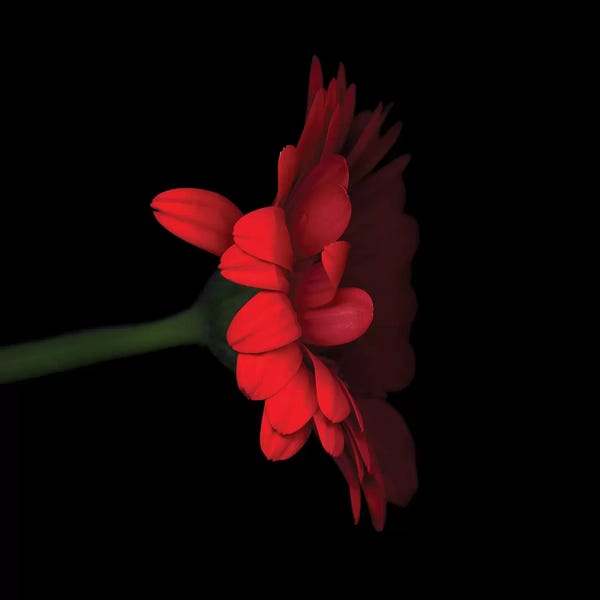 Macro Photography: Gerbera Red V by Magda Indigo