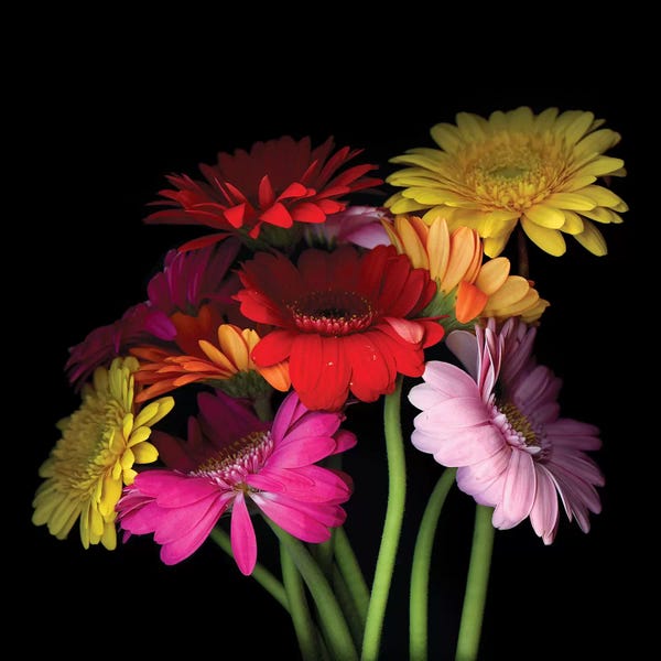Daisies: Gerbera I by Magda Indigo