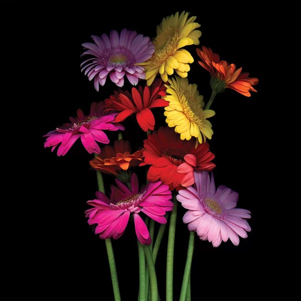 Still Life Photography: Gerbera II by Magda Indigo