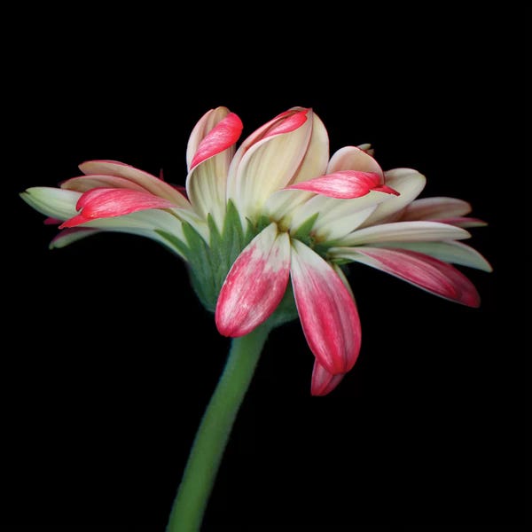 Daisies: Gerbera VI by Magda Indigo