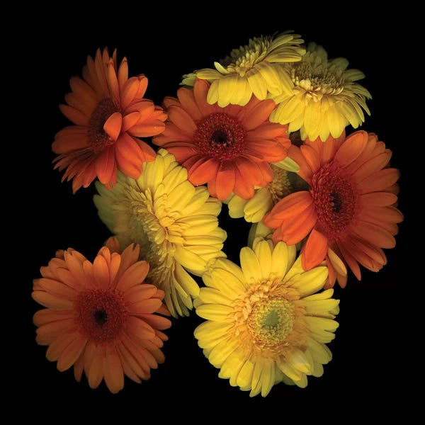 Daisies: Gerbera IX by Magda Indigo