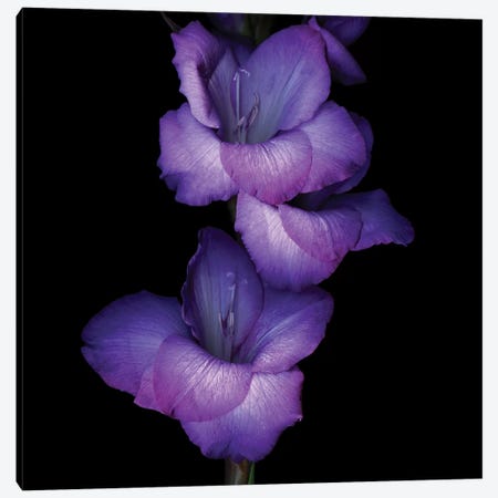 Gladiolus Purple II Canvas Print #MAG249} by Magda Indigo Canvas Artwork