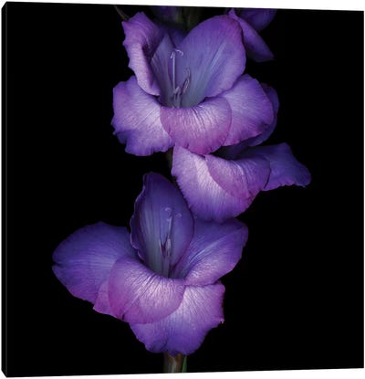 Gladiolus Purple II Canvas Art Print - Magda Indigo