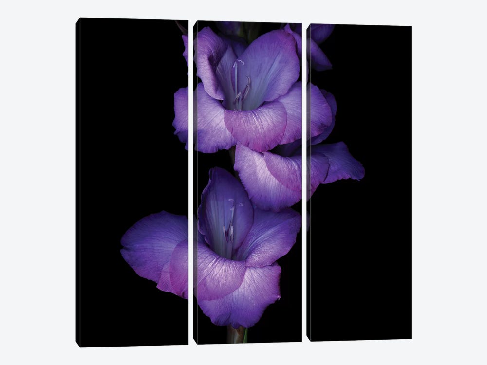 Gladiolus Purple II by Magda Indigo 3-piece Canvas Artwork