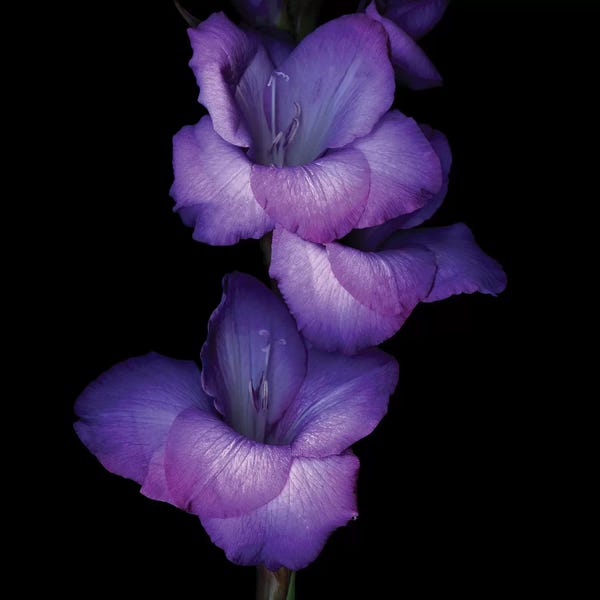 Macro Photography: Gladiolus Purple II by Magda Indigo
