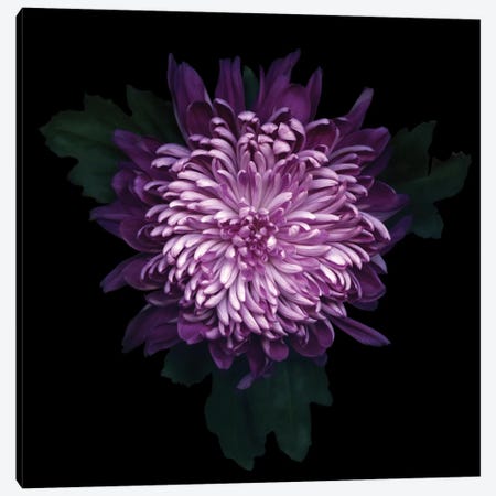 Delicious Chrysanthemum Canvas Print #MAG24} by Magda Indigo Canvas Art Print