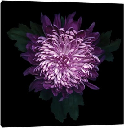 Delicious Chrysanthemum Canvas Art Print - Magda Indigo