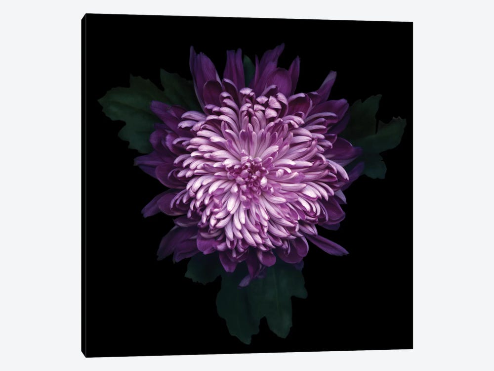 Delicious Chrysanthemum by Magda Indigo 1-piece Canvas Wall Art