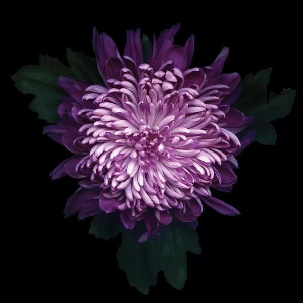 Chrysanthemums: Delicious Chrysanthemum by Magda Indigo
