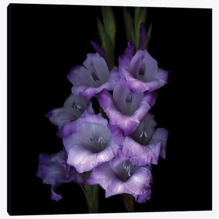 Gladiolus Purple III Canvas Print #MAG250} by Magda Indigo Canvas Print