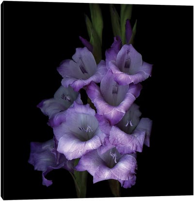 Gladiolus Purple III Canvas Art Print - Magda Indigo