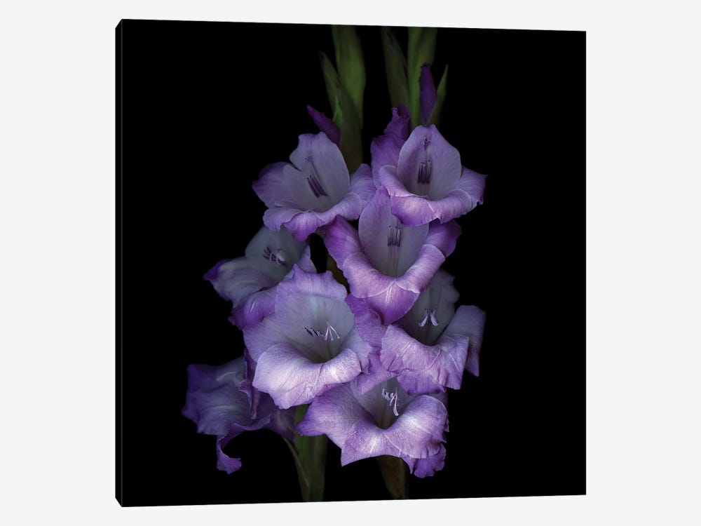 Gladiolus Purple III by Magda Indigo 1-piece Canvas Art