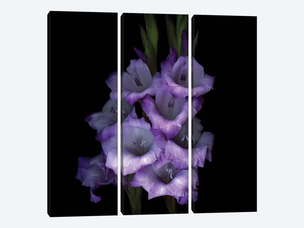 Gladiolus Purple III by Magda Indigo 3-piece Canvas Art