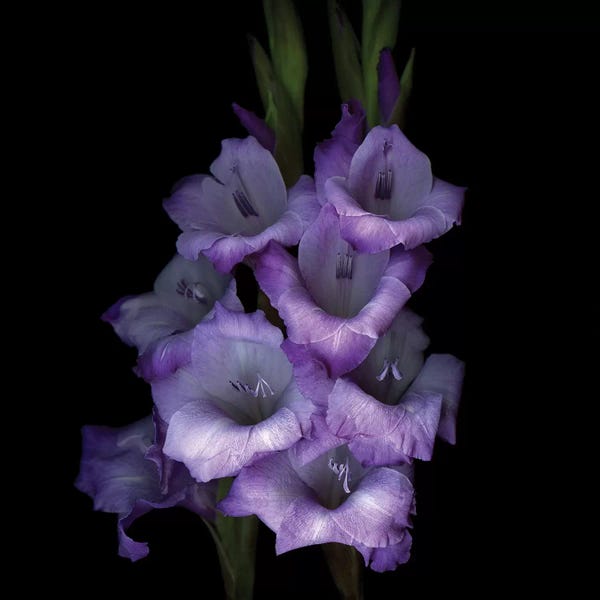 Still Life Photography: Gladiolus Purple III by Magda Indigo