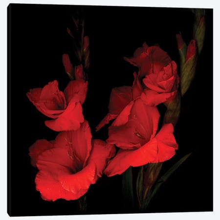 Gladiolus Red XI Canvas Print #MAG251} by Magda Indigo Art Print