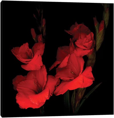 Gladiolus Red XI Canvas Art Print - Magda Indigo