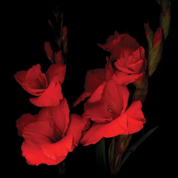 Still Life Photography: Gladiolus Red XI by Magda Indigo