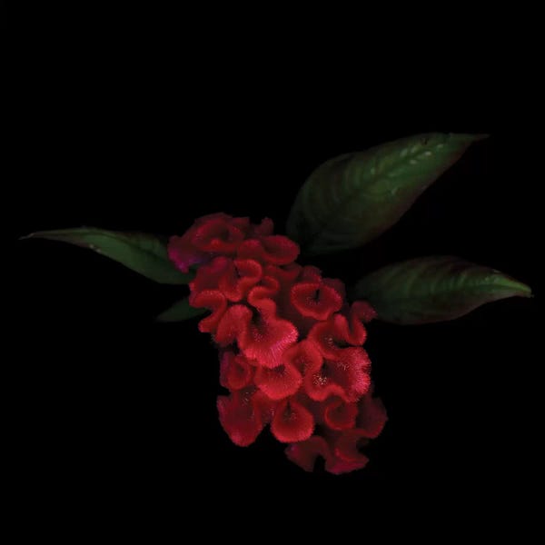 Floral Close-Ups: Hanekam I by Magda Indigo