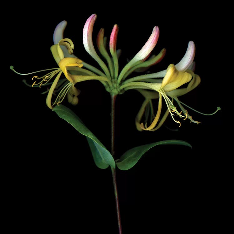 Honeysuckle XIII