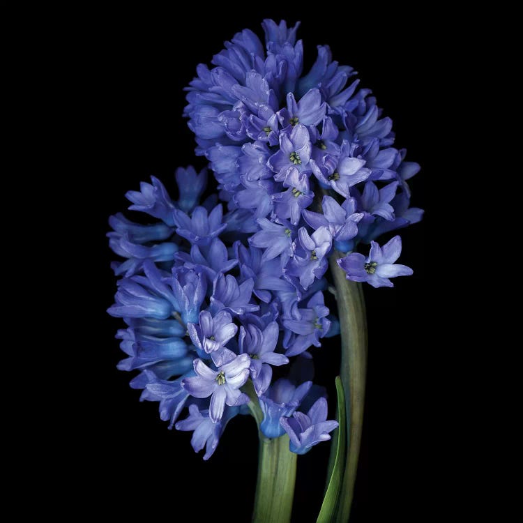 Hyacinth Blue VI