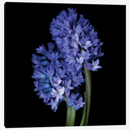 Hyacinth Blue VI Canvas Print #MAG256} by Magda Indigo Canvas Artwork