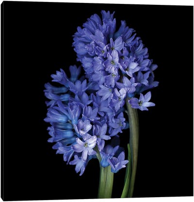 Hyacinth Blue VI Canvas Art Print