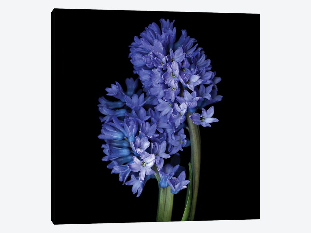 Hyacinth Blue VI by Magda Indigo 1-piece Canvas Art