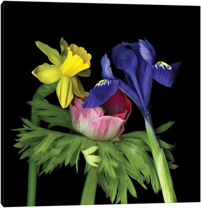 Iris Mini VII Canvas Art Print - Iris Art