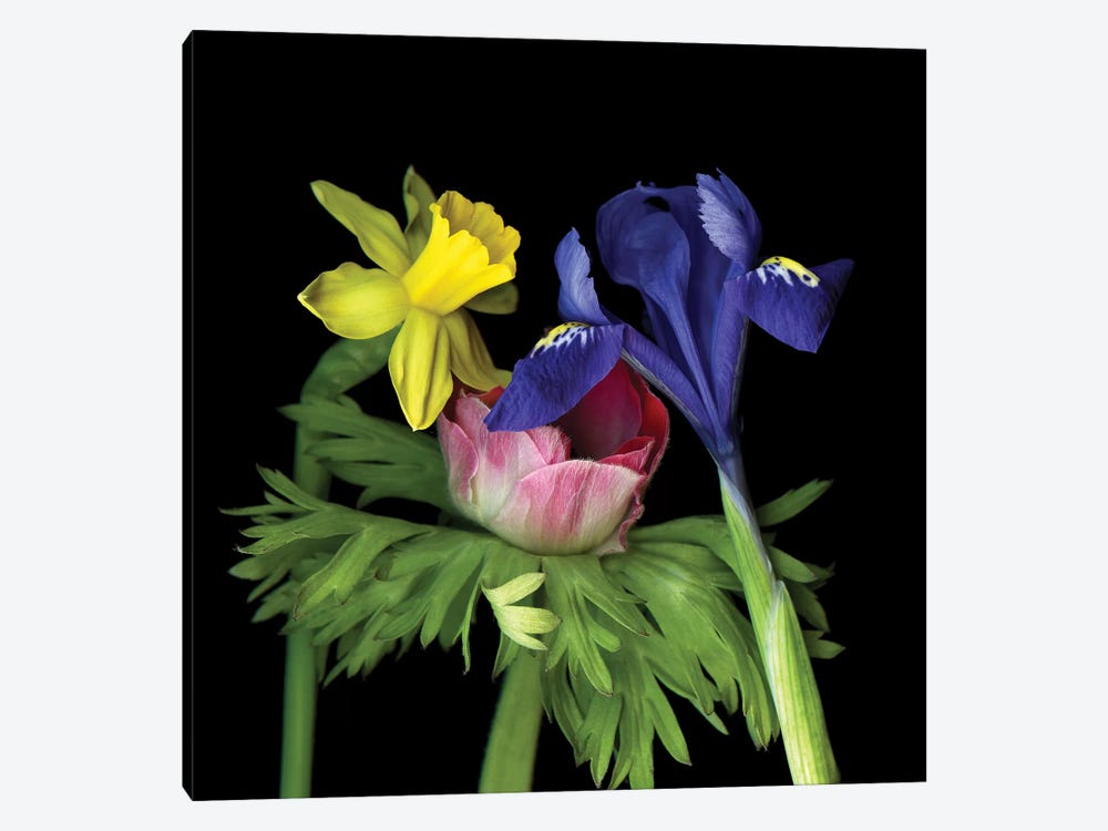 Iris Mini VII by Magda Indigo 1-piece Art Print