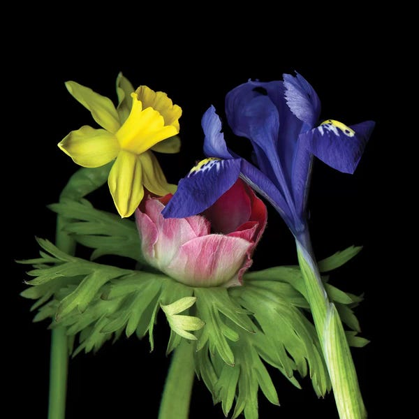 Irises: Iris Mini VII by Magda Indigo