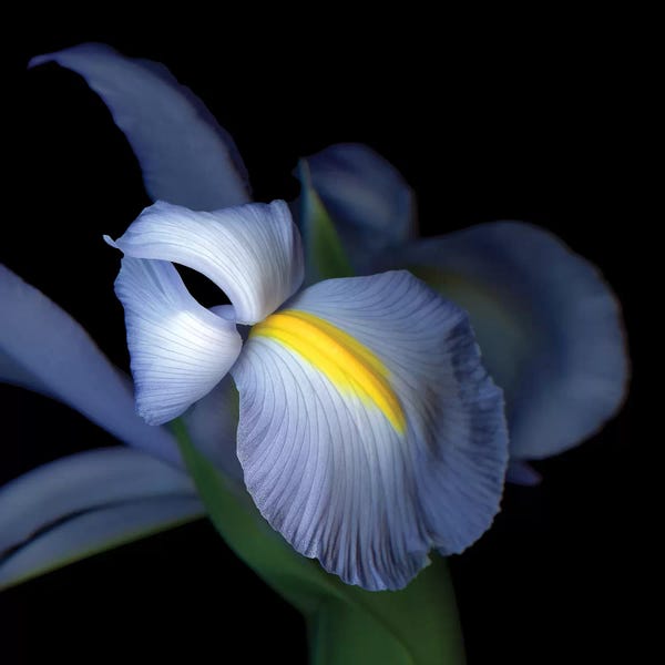 Irises: Iris Pale IV by Magda Indigo