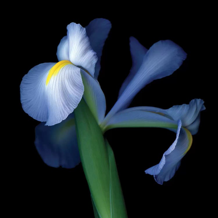 Iris Pale V