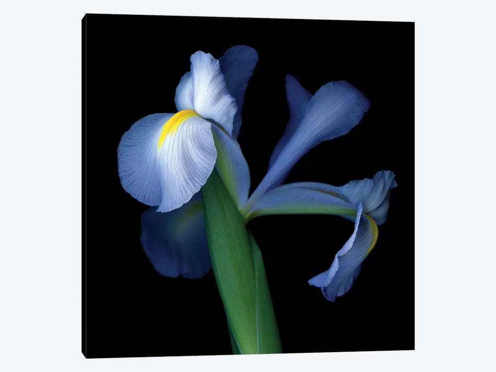 Iris Pale V by Magda Indigo 1-piece Art Print