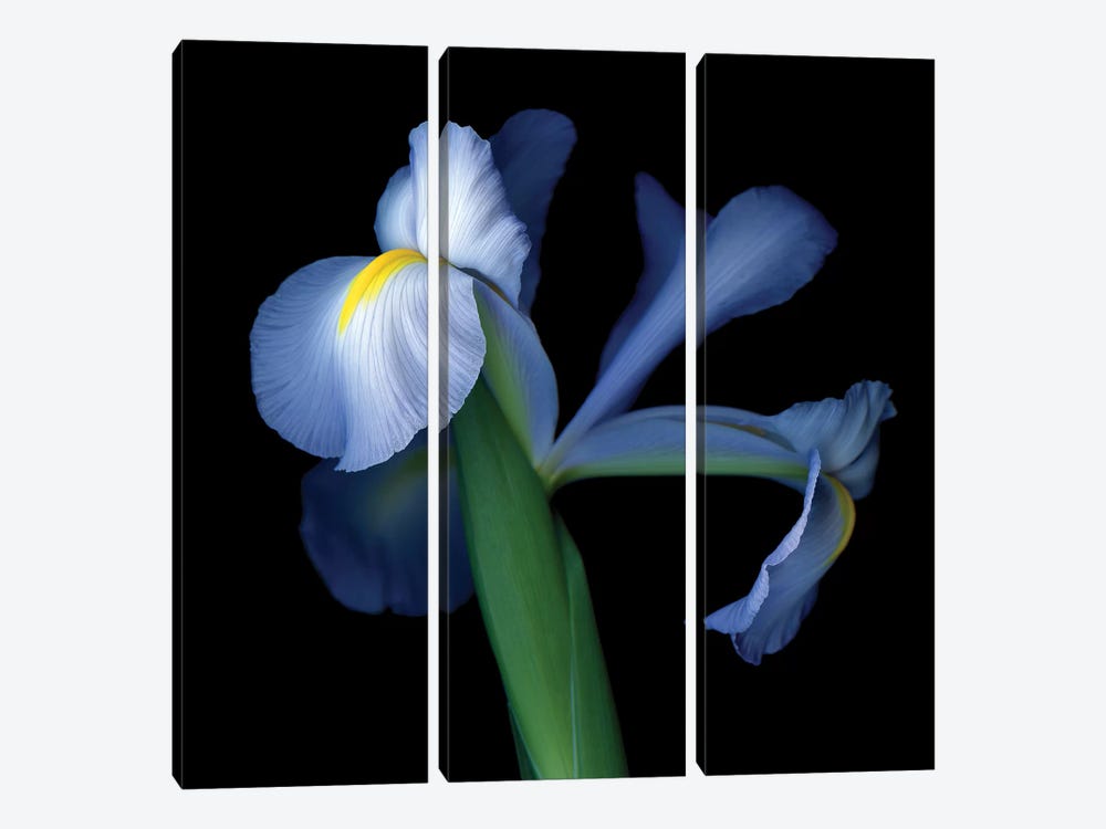 Iris Pale V by Magda Indigo 3-piece Canvas Art Print