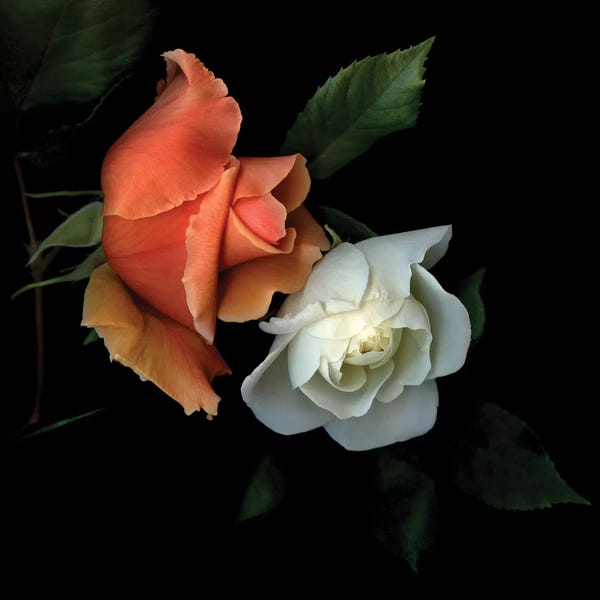 Still Life Photography: Just Joey VI by Magda Indigo